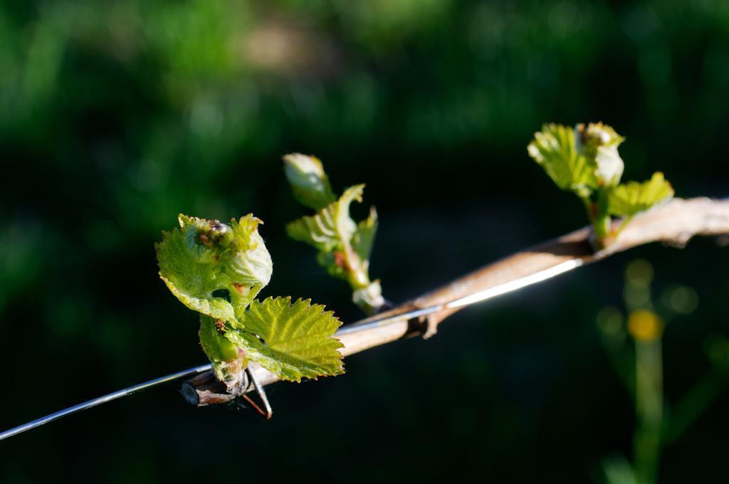 Weingut Winzerzimmer Rothschaedl Leutschach Luaran gambar